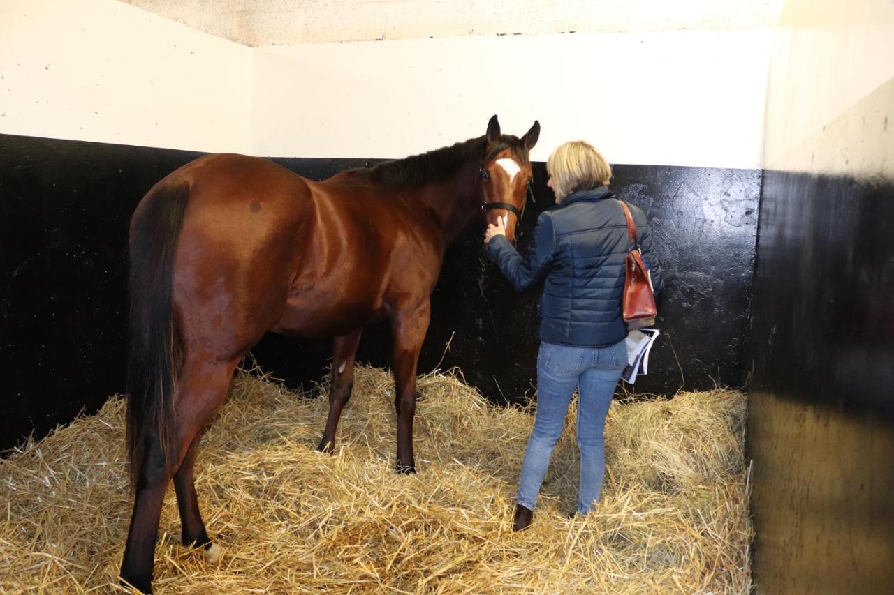 Decouverte D'Un Haras Proche Du Mont St Michel Hambye Extérieur photo