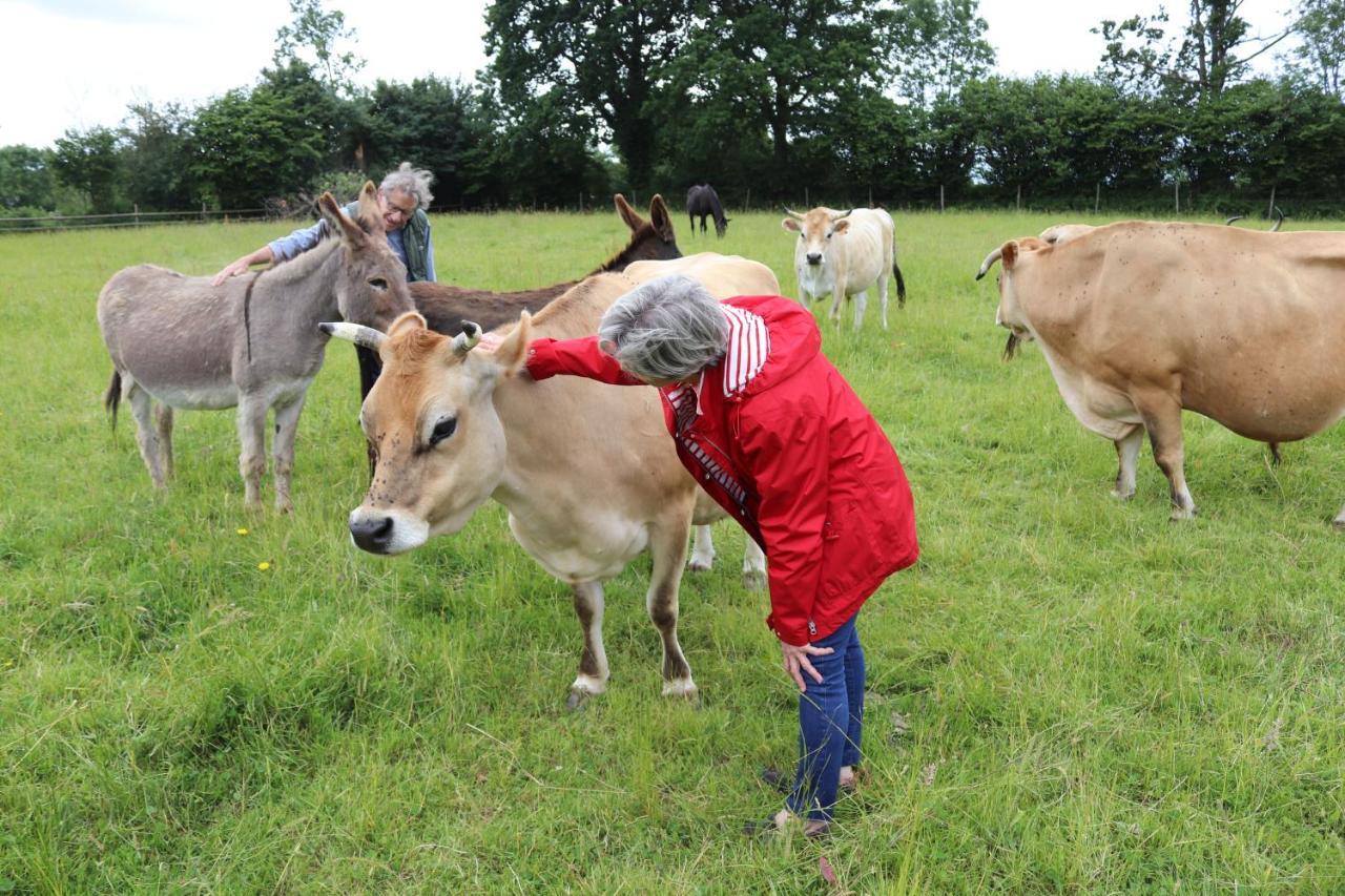 Decouverte D'Un Haras Proche Du Mont St Michel Hambye Extérieur photo