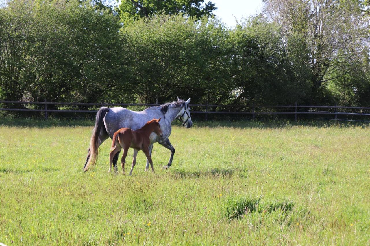 Decouverte D'Un Haras Proche Du Mont St Michel Hambye Extérieur photo