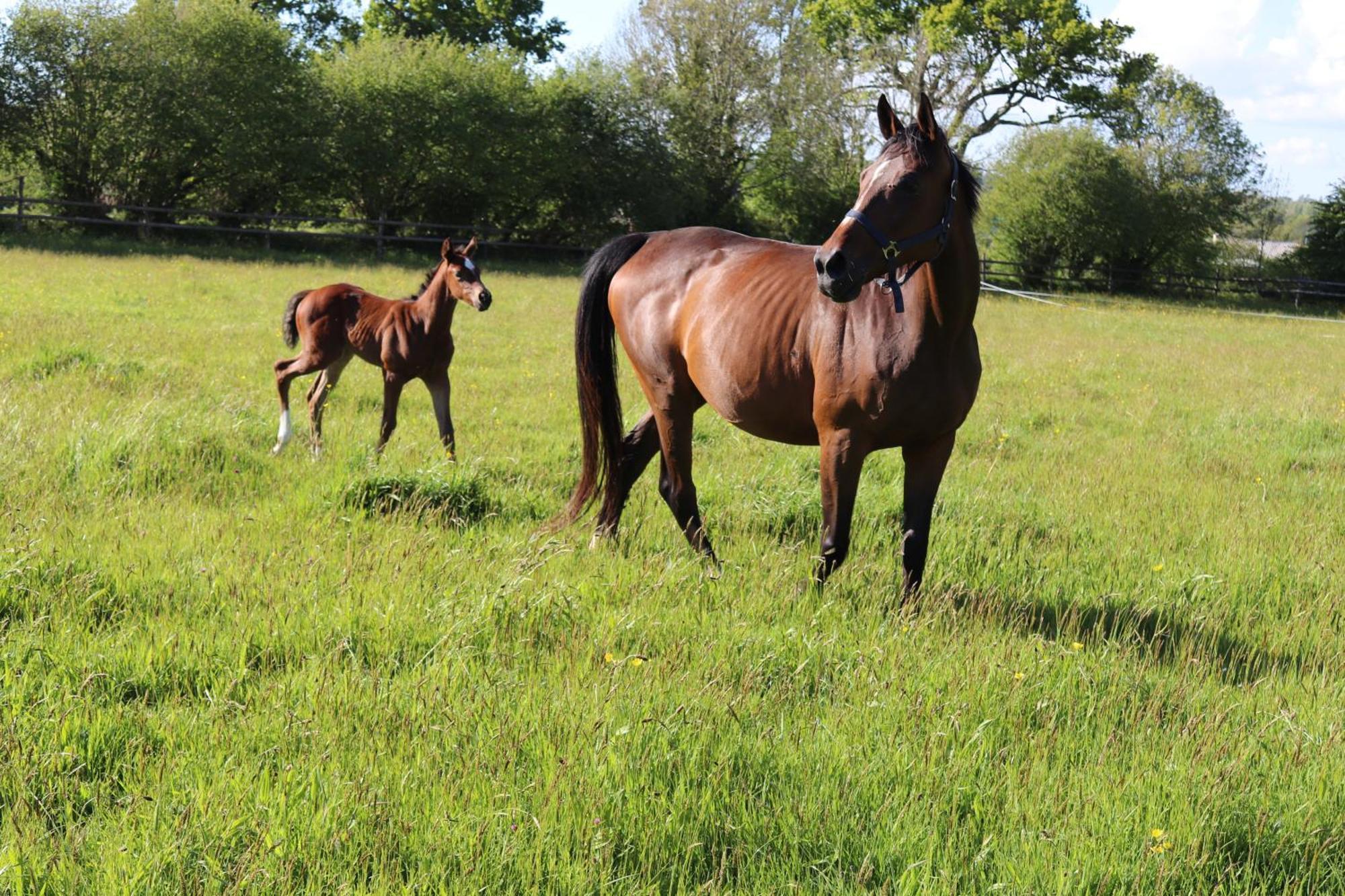 Decouverte D'Un Haras Proche Du Mont St Michel Hambye Extérieur photo