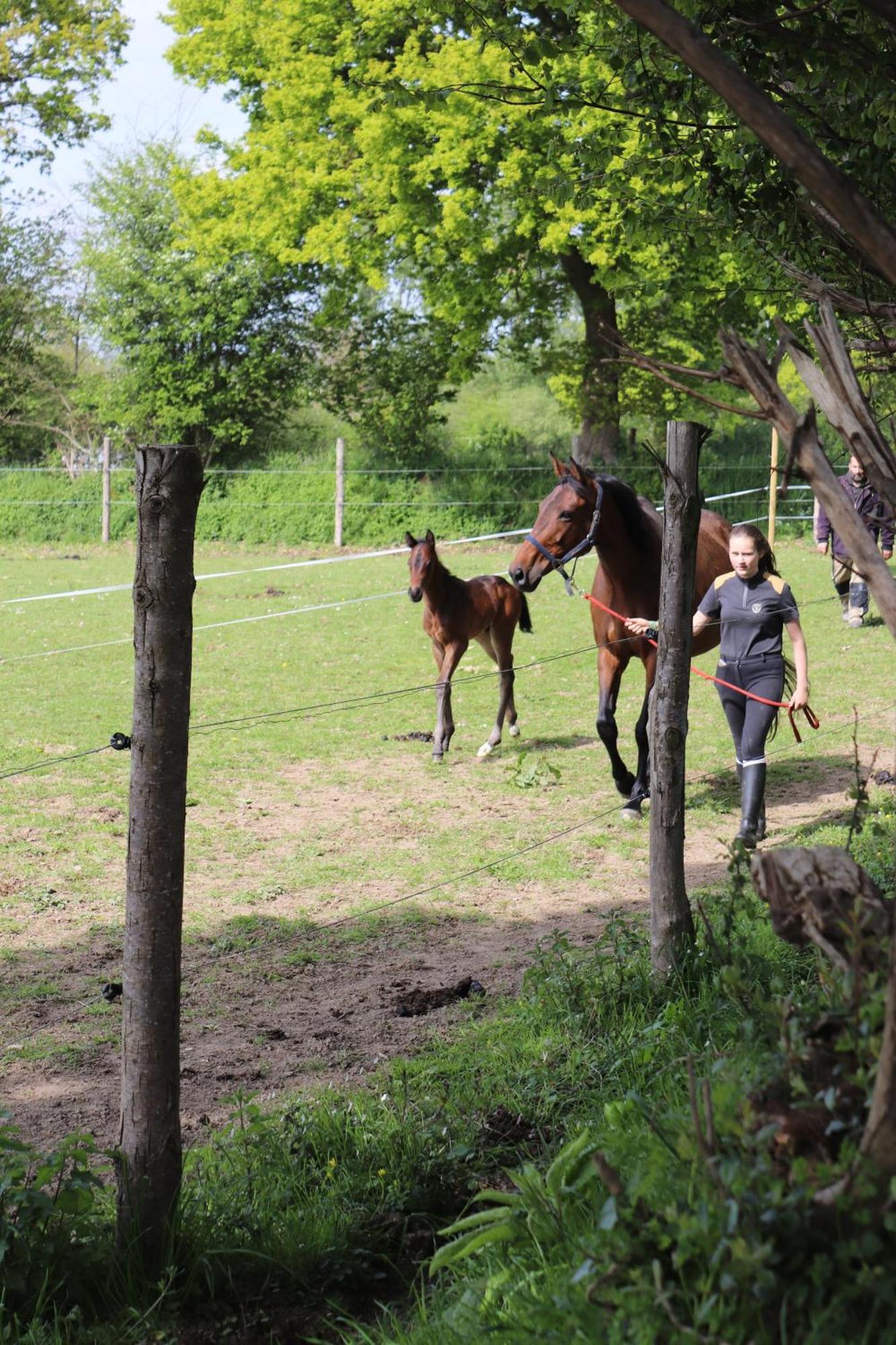 Decouverte D'Un Haras Proche Du Mont St Michel Hambye Extérieur photo