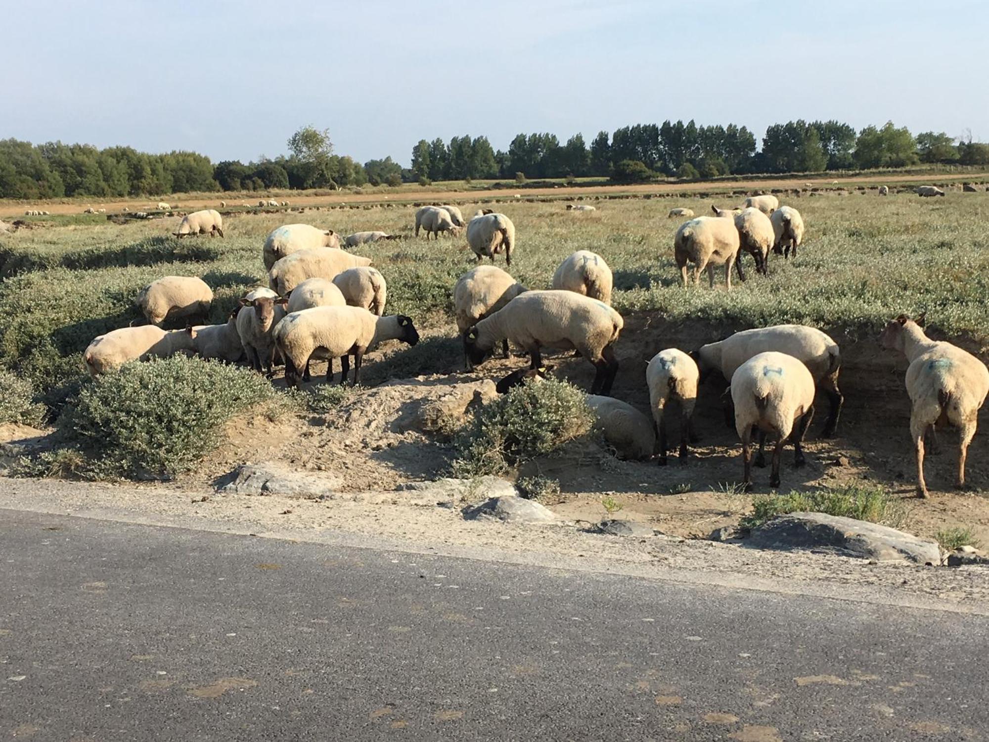 Decouverte D'Un Haras Proche Du Mont St Michel Hambye Extérieur photo