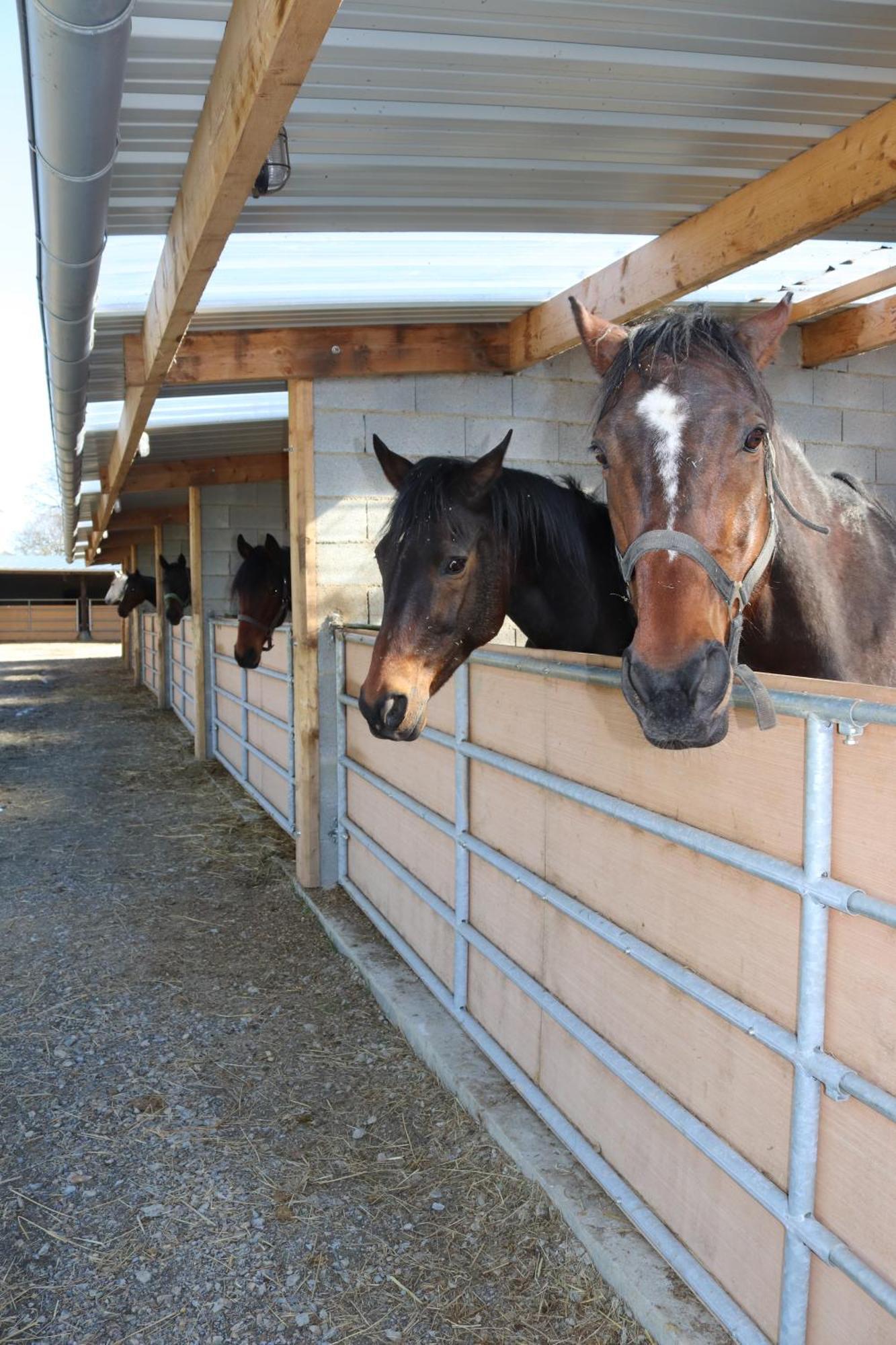 Decouverte D'Un Haras Proche Du Mont St Michel Hambye Extérieur photo