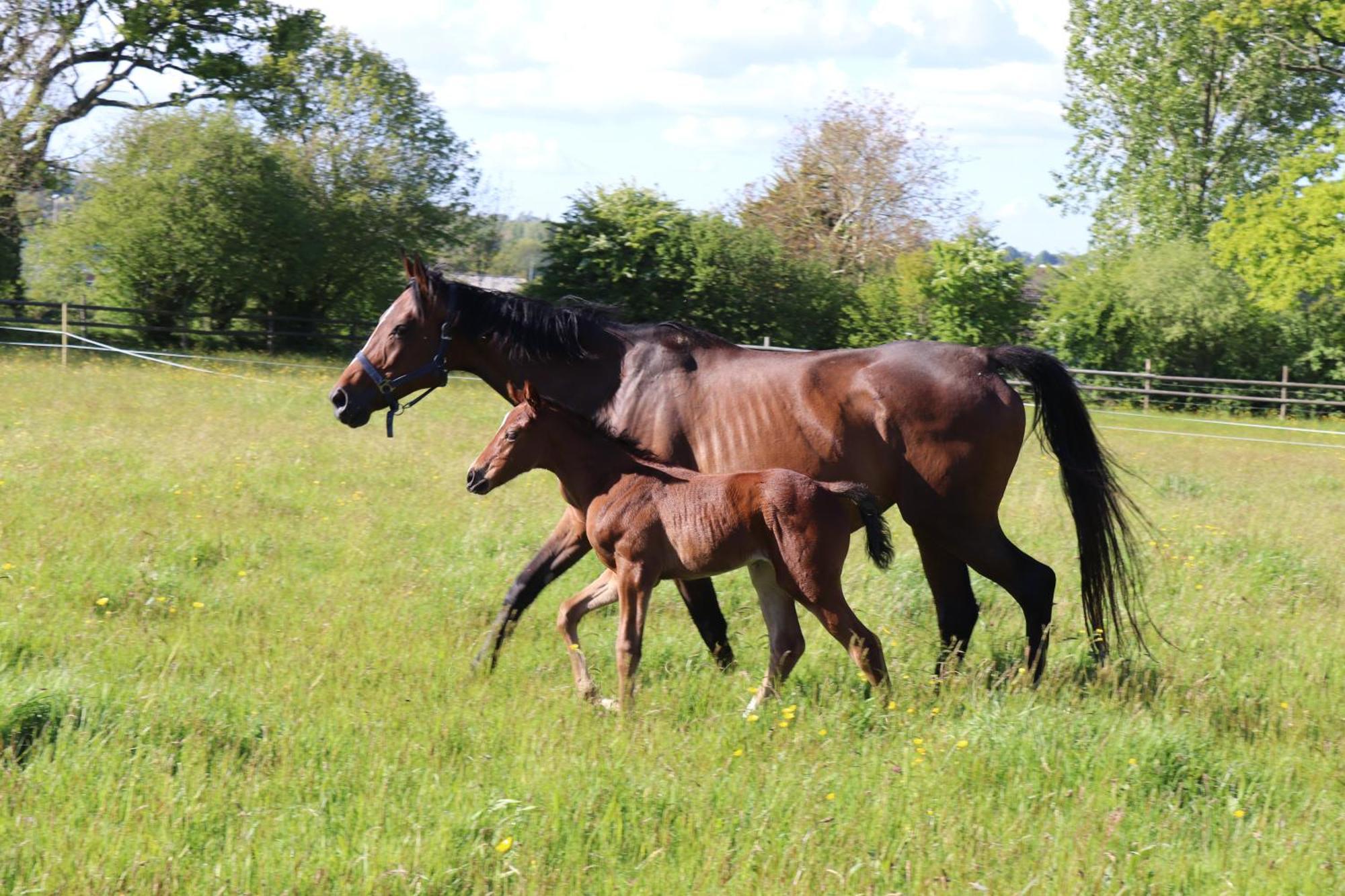 Decouverte D'Un Haras Proche Du Mont St Michel Hambye Extérieur photo