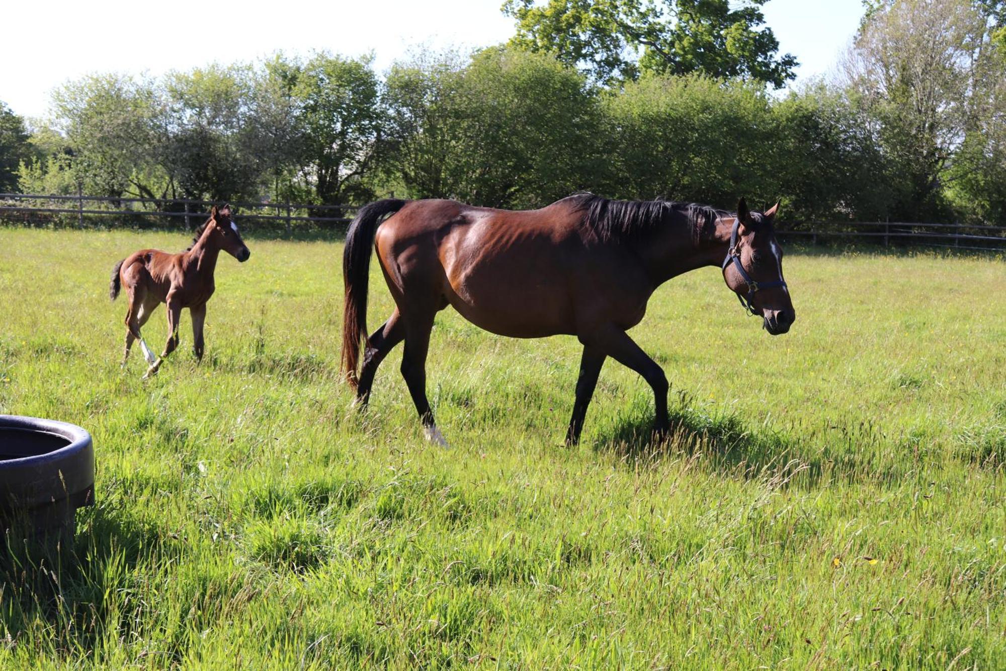 Decouverte D'Un Haras Proche Du Mont St Michel Hambye Extérieur photo