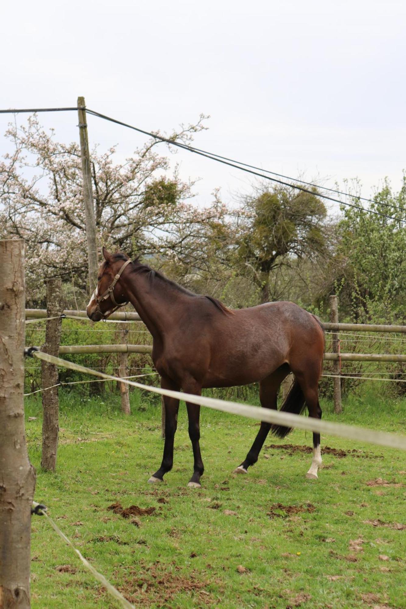 Decouverte D'Un Haras Proche Du Mont St Michel Hambye Extérieur photo