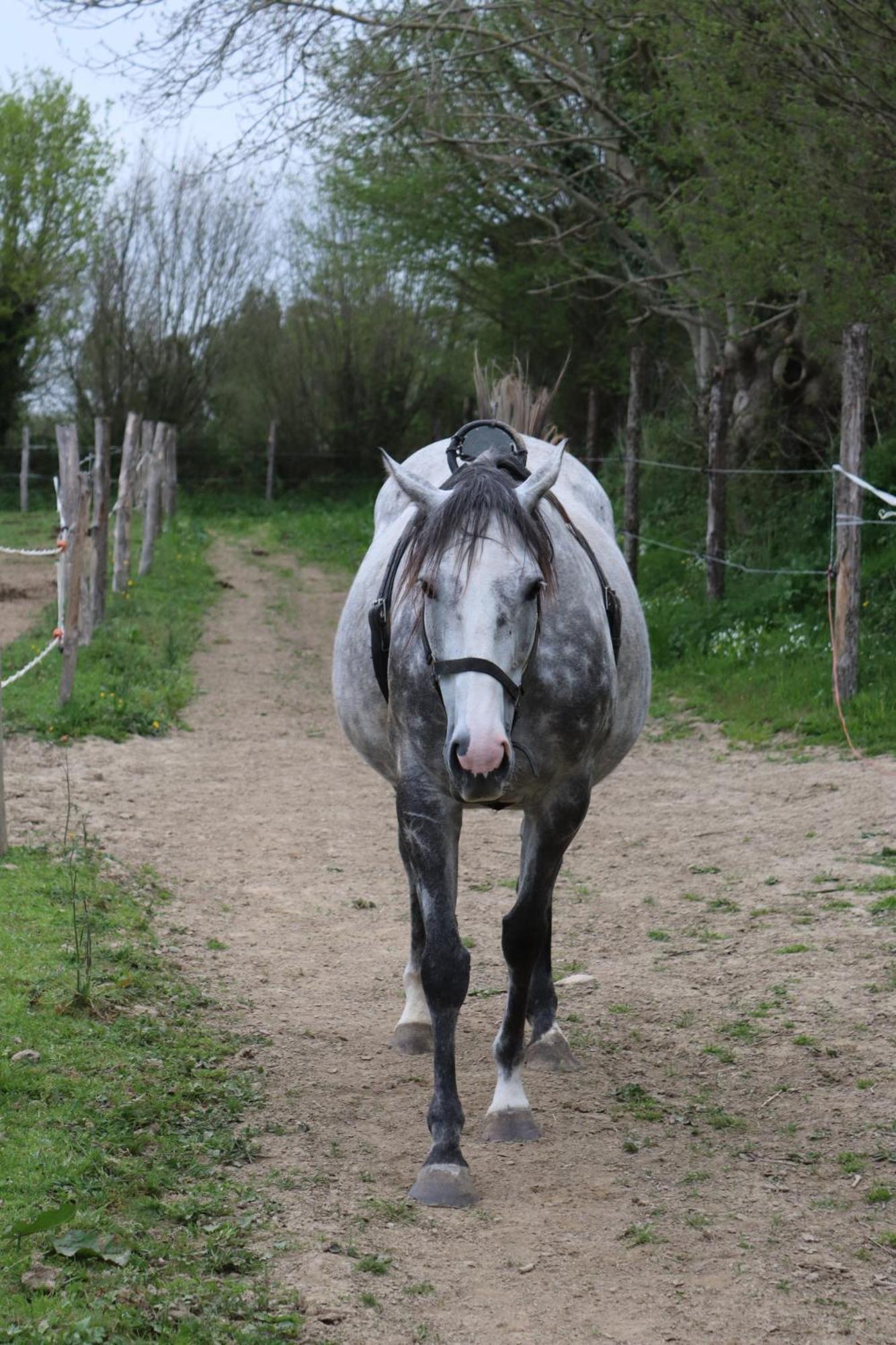 Decouverte D'Un Haras Proche Du Mont St Michel Hambye Extérieur photo